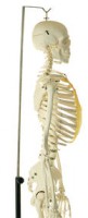 Künstliches Homo-Skelett Künstliches Homo-Skelett