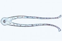 Mikropräparat Dionaea, Venusfliegenfalle, Fangblatt quer Mikropräparat Dionaea, Venusfliegenfalle, Fangblatt quer