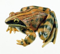 Moorfrosch Moorfrosch