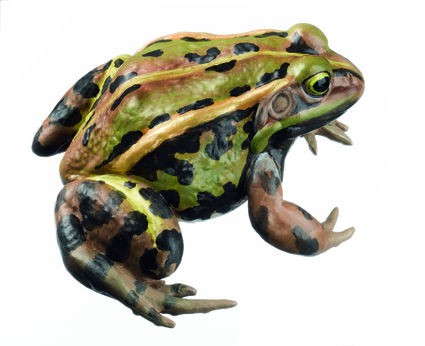 Kleiner Teichfrosch