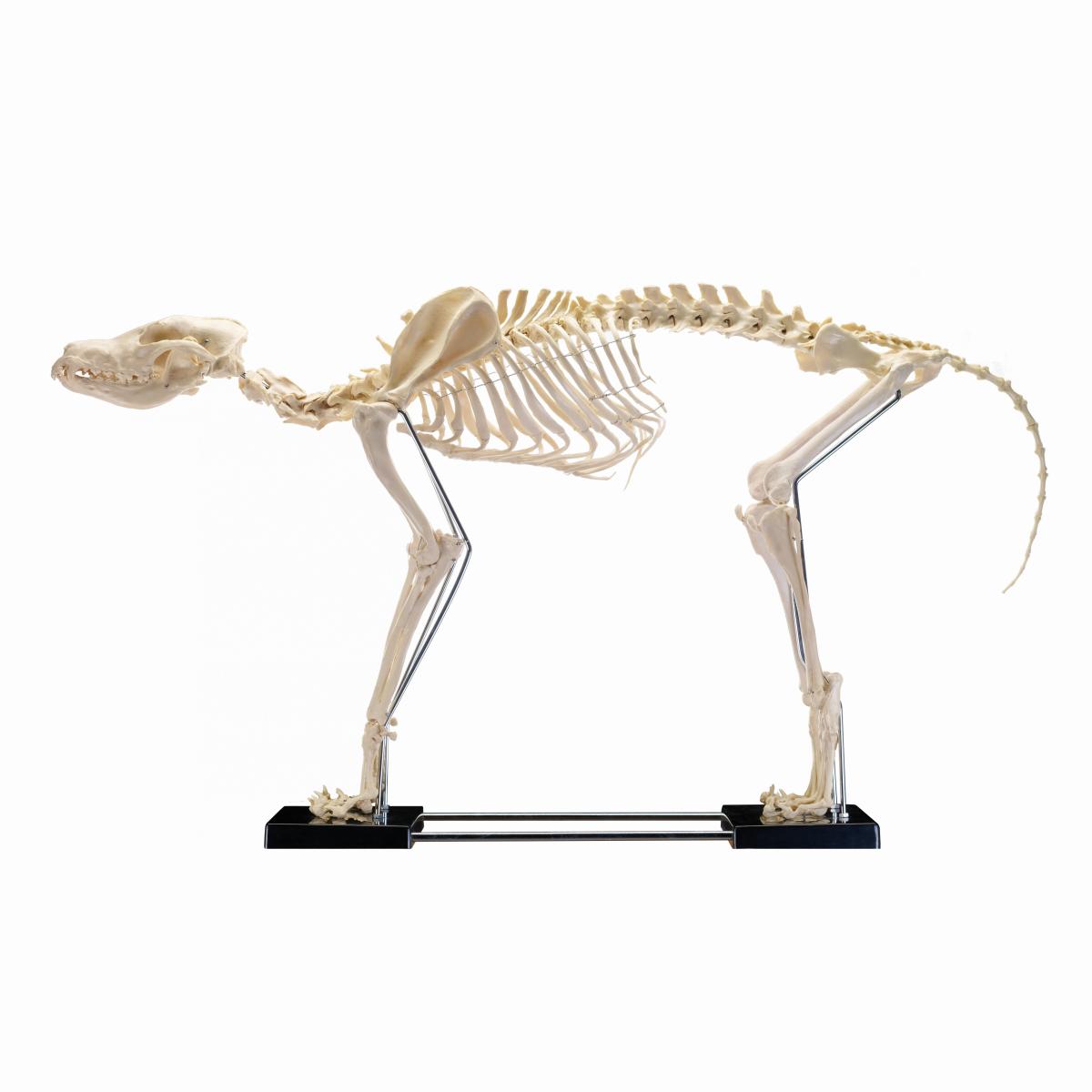Виды скелетов животных. Скелет колли. Скелет собаки. Странные скелеты животных. Скелет кота.