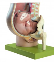 Becken mit Uterus im 9. Schwangerschaftsmonat Becken mit Uterus im 9. Schwangerschaftsmonat