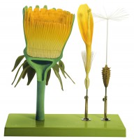 Löwenzahn, Blütenstand, Einzelblüte und Frucht Löwenzahn, Blütenstand, Einzelblüte und Frucht