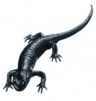 Alpensalamander, Weibchen Alpensalamander, Weibchen