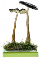 Wurzel-Schleimrübling Wurzel-Schleimrübling
