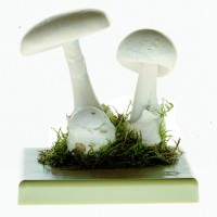 Weisser Frühlingsknollen-Blätterpilz Weisser Frühlingsknollen-Blätterpilz