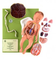Weiblicher Fetus Weiblicher Fetus