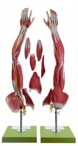 Muskelarm mit Schultergürtel