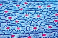 Mikropräparat Blattepidermis von Tulipa, mit Spaltöffnungen und Schließzellen, total. Große Zellen, Mikropräparat Blattepidermis von Tulipa, mit Spaltöffnungen und Schließzellen, total. Große Zellen,