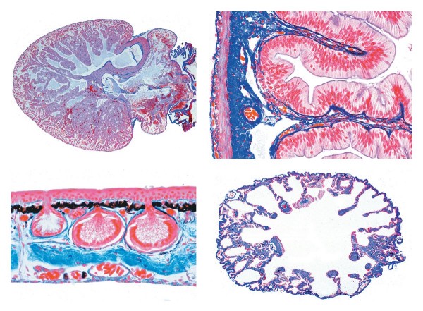 Histologie des Frosches