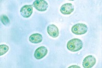 Chlamydomonas, einzellige Grünalgen Chlamydomonas, einzellige Grünalgen