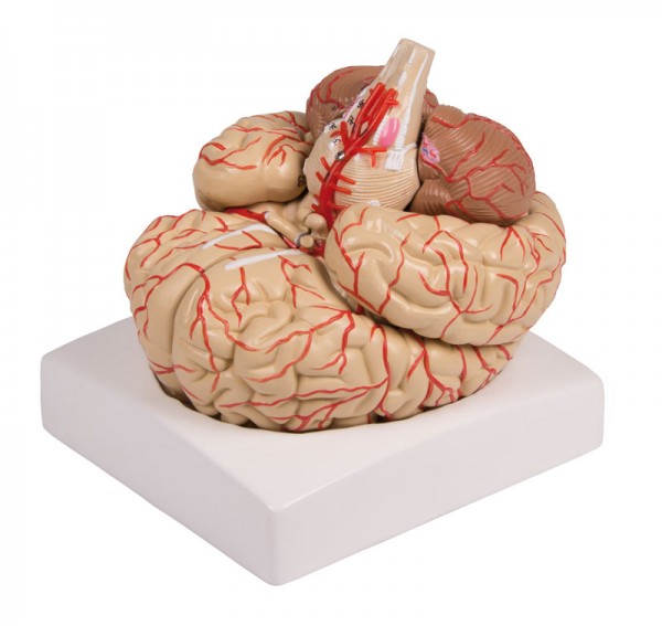 Gehirnmodell mit Arterien