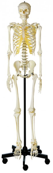 Künstliches Homo Skelett