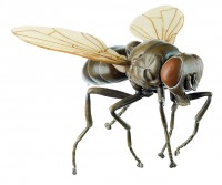 Fliege Fliege