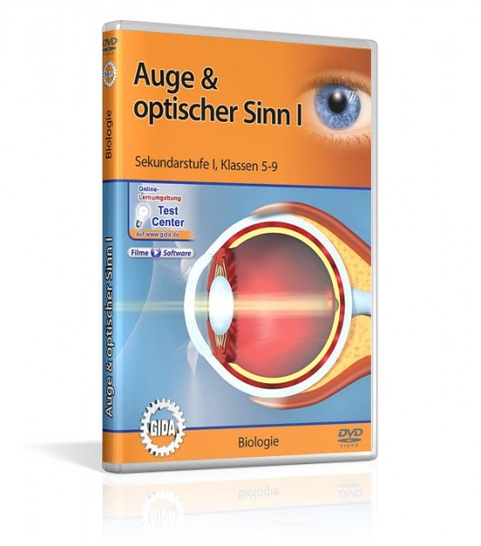 Auge & optischer Sinn