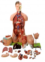 Torsomodell mit Kopf und auswechselbaren Geschlechtsorganen Torsomodell mit Kopf und auswechselbaren Geschlechtsorganen