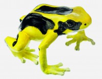 Färberfrosch, Weibchen, Dendrobates Tinctorius Färberfrosch, Weibchen, Dendrobates Tinctorius