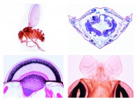 Insekten Mikropräparate Insekten Mikropräparate