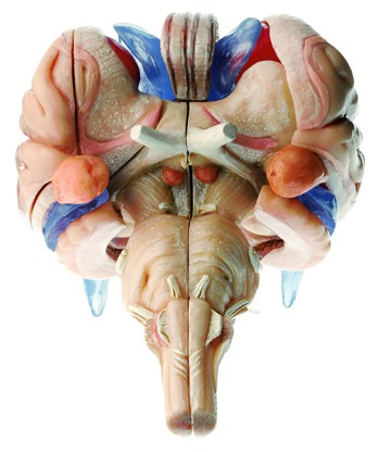 12-teiliges Hirnstammmodell