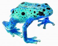 Blauer Pfeilgiftfrosch, Dendrobates Tinctorius "Azureus" Blauer Pfeilgiftfrosch, Dendrobates Tinctorius "Azureus"
