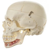 Künstlicher Homo-Schädel Künstlicher Homo-Schädel