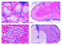 Histologie, Hormonorgane, 6 Mikropräparate Histologie, Hormonorgane, 6 Mikropräparate