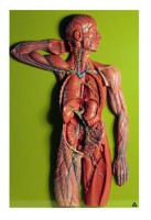 Lymphgefässsystem Lymphgefässsystem
