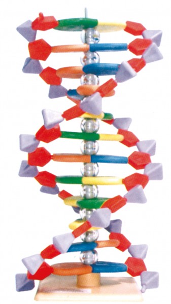 MOLYMOD DNA - Modell mit 12 Basenpaaren (Typ Mini)