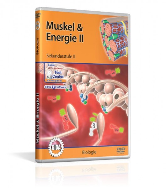 Muskel & Energie II