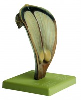 Schuppe des Kiefernzapfens Schuppe des Kiefernzapfens