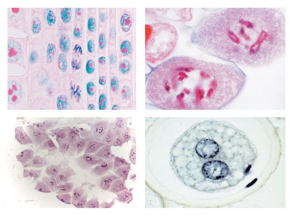 Mitose und Meiose Mikropräparate