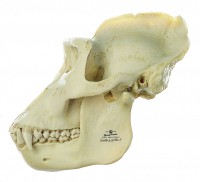 Gorilla-Schädel Gorilla-Schädel
