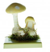 Grüner Knollenblätterpilz Grüner Knollenblätterpilz