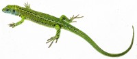 Smaragdeidechse, Weibchen (halberwachsen) Smaragdeidechse, Weibchen (halberwachsen)