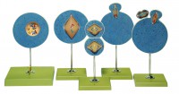 Kernphasenwechsel bei Samen- und Eizellenreifung (Meiose) Kernphasenwechsel bei Samen- und Eizellenreifung (Meiose)