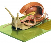 Weinbergschnecke Weinbergschnecke