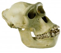 Gorilla-Schädel Gorilla-Schädel