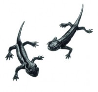 Alpensalamander, 2 Jungtiere Alpensalamander, 2 Jungtiere