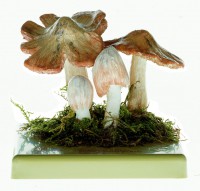 Ziegelroter Rißpilz Ziegelroter Rißpilz