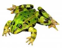 Wasserfrosch, Männchen, Somso Modell Wasserfrosch, Männchen, Somso Modell
