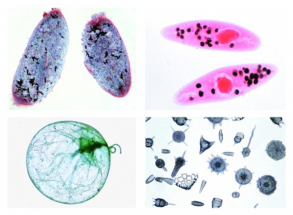 Einzeller Mikropräparate