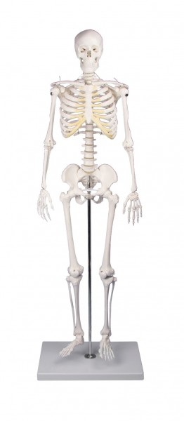 Miniatur Skelett