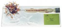 Neuron Neuron