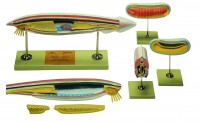 Komplette Kollektion Lanzettfischchen Komplette Kollektion Lanzettfischchen