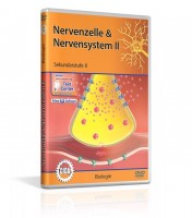 Nervenzelle & Nervensystem II Nervenzelle & Nervensystem II