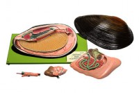 Teichmuschel Teichmuschel