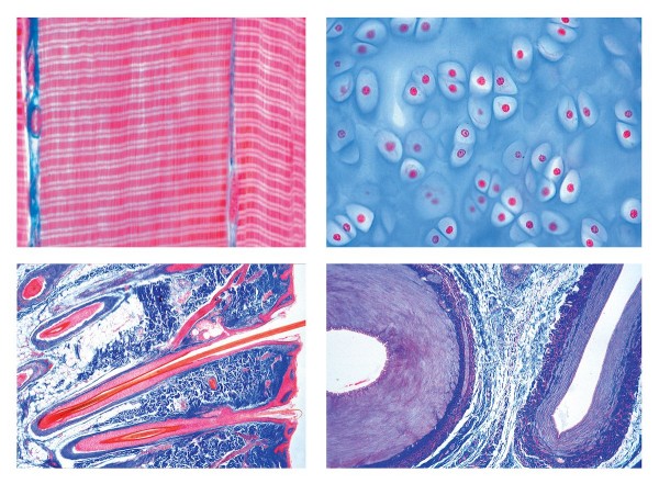 Histologie der Säugetiere (Mammalia), Grundserie, 25 Mikropräparate