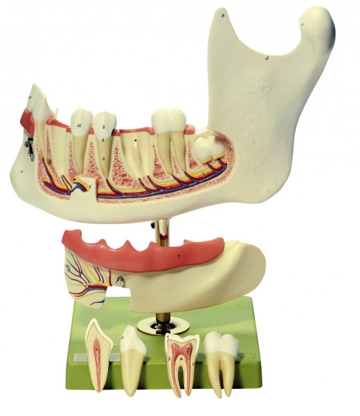 Unterkiefer eines Achtzehnjährigen