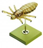 Kopflaus Kopflaus