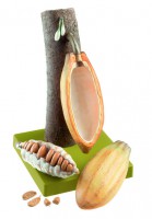 Frucht des Kakaobaums, Somso Modell Frucht des Kakaobaums, Somso Modell
